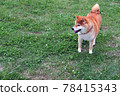 Grass and Shiba Inu 78415343