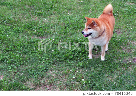 草和Shiba Inu 草和Shiba Inu 78415343