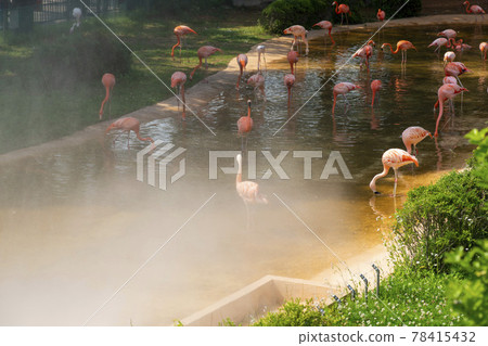 Flamingo Flamingo 78415432