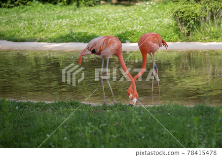 Flamingo Flamingo 78415478