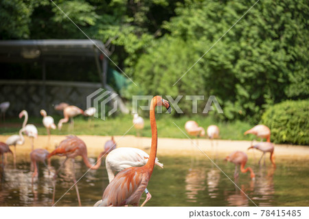 Flamingo Flamingo 78415485