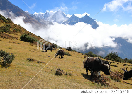 Namche Bazaar附近的犛牛（尼泊爾） 78415746
