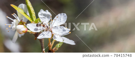 An ant in a flower. A flowering tree. Spring flowering and insect. An ant in a flower. A flowering tree. Spring flowering and insect. 78415748