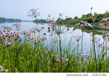 Susak umbrella Butomus umbellatus. Beautiful pink wild flowers. Susak umbrella Butomus umbellatus. Beautiful pink wild flowers. 78415786