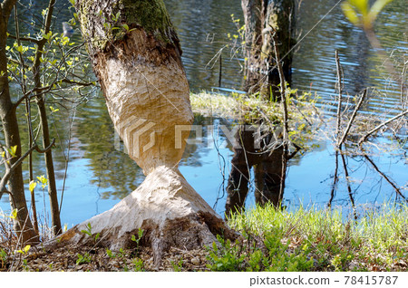 A tree trunk with a beaver trail. A beaver chewed on a tree on the river. 78415787