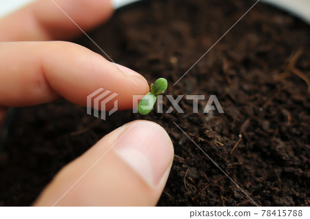 Cannabis sprout close-up isolated in soil background. Fresh young marijuana seedling Cannabis sprout close-up isolated in soil background. Fresh young marijuana seedling 78415788