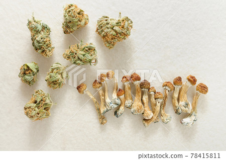 Microdosing concept. Psilocybin mushrooms Golden Teacher and Marijuana buds on ivory background. 78415811