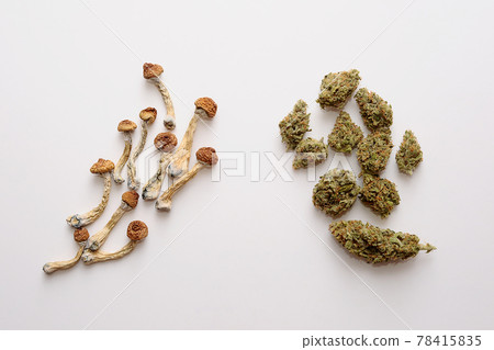 Microdosing concept. Dry psilocybin mushrooms and Marijuana buds on white background. 78415835
