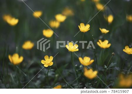 Closeup of yellow wildflowers on blurred green background 78415907