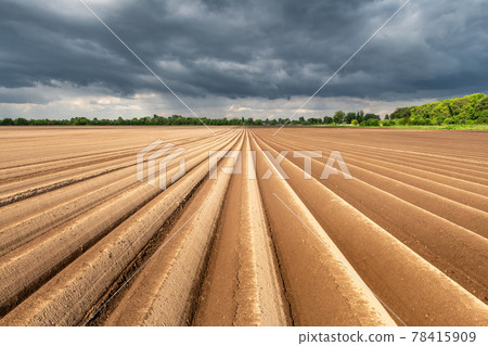 Agricultural field with even rows in the spring 78415909
