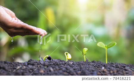 Displaying the stages of plant growth and watering of plants, planting ideas and investments for farmers. Displaying the stages of plant growth and watering of plants, planting ideas and investments for farmers. 78416221