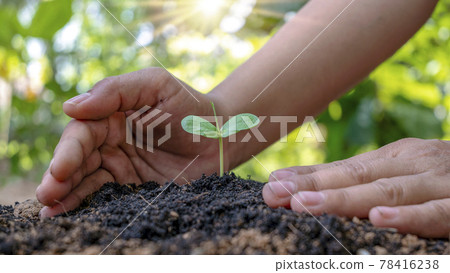 Trees growing in soil and human hands caring for trees Earth day concept and global warming campaign 78416238