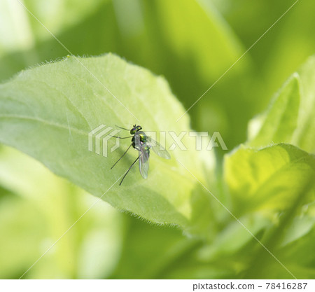 Male Polistes chinensis resting in the shade on the leaves 1 Male Polistes chinensis resting in the shade on the leaves 1 78416287