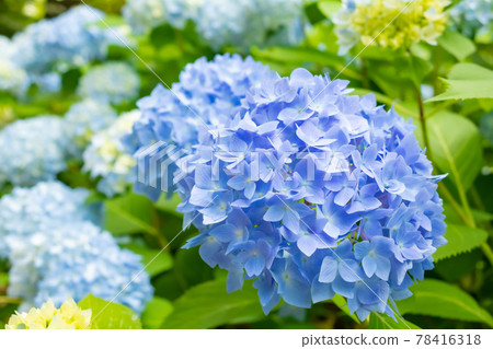 Hydrangea · rainy season image Hydrangea · rainy season image 78416318