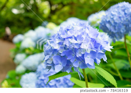 繡球花·雨季圖像 繡球花·雨季圖像 78416319