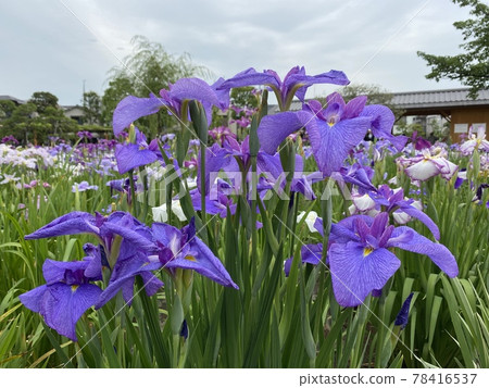 Iris festival 78416537