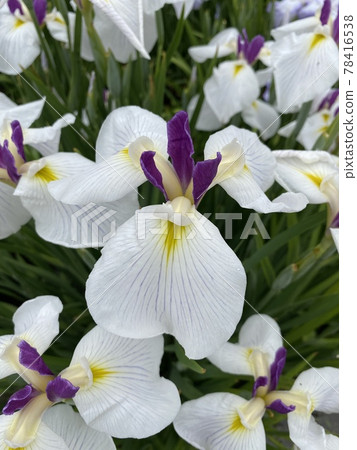 Rinbokuro iris 78416538