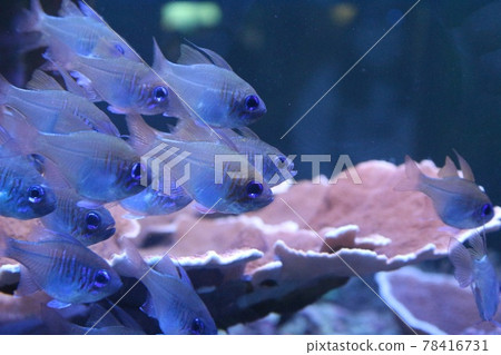 Fish swimming gracefully in the aquarium Fish swimming gracefully in the aquarium 78416731