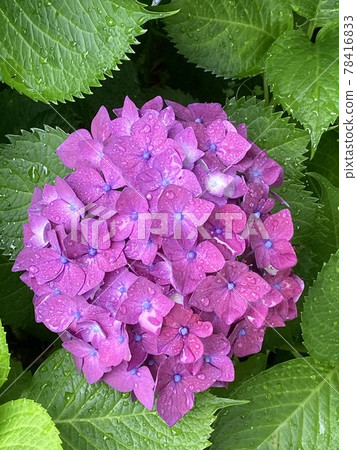 雨天的繡球花 雨天的繡球花 78416833
