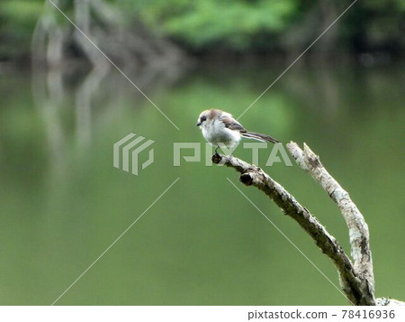 Long-tailed tit by the water Long-tailed tit by the water 78416936