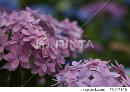 The gorgeous red-purple hydrangea of Hase-dera The gorgeous red-purple hydrangea of Hase-dera 78417156