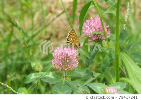 Thoressa varia 吮吸紅三葉草的花蜜 Thoressa varia 吮吸紅三葉草的花蜜 78417241