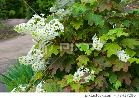 Image of Young oak hydrangea plant