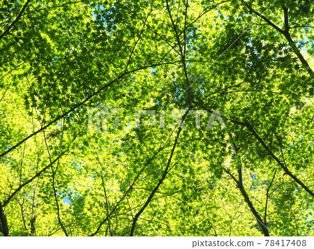 靜岡縣 Ao Momiji Hattasan June 78417408