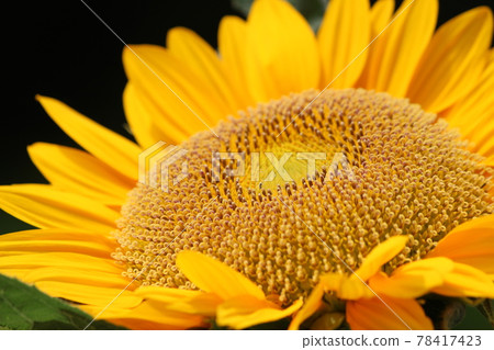向日葵由舌狀花和管狀花組成 78417423