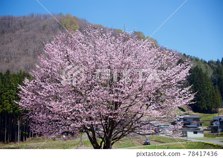 Hakuba mountain range and scenery of one cherry tree 78417436