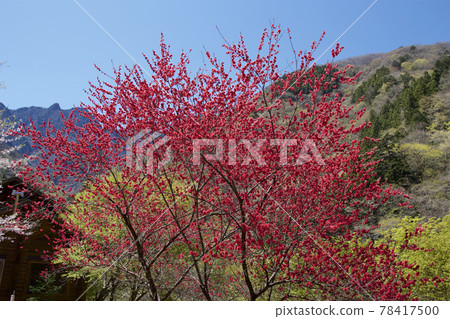 Blooming peach blossoms blooming in a satoyama 78417500