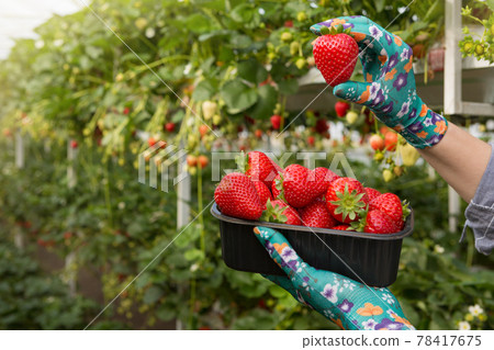 in female hands a container with red strawberries, one hand raised up a large ripe berry, concept 78417675