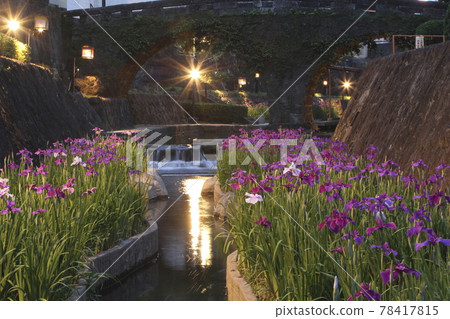 Tamana City Takase Iris, 78417815