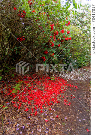 Spring in the grounds of Exbury gardens Spring in the grounds of Exbury gardens 78417817