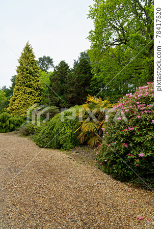 Spring in the grounds of Exbury gardens 78417820
