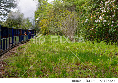Miniature steam train at Exbury gardens - England UK Miniature steam train at Exbury gardens - England UK 78417828
