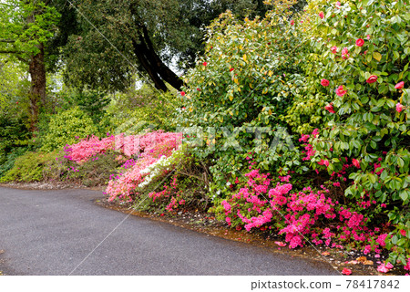 Spring in the grounds of Exbury gardens Spring in the grounds of Exbury gardens 78417842