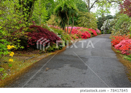 Spring in the grounds of Exbury gardens Spring in the grounds of Exbury gardens 78417845