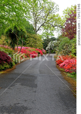 Spring in the grounds of Exbury gardens Spring in the grounds of Exbury gardens 78417846