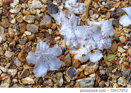 Rhododendron background - flowers ans rocks Rhododendron background - flowers ans rocks 78417852