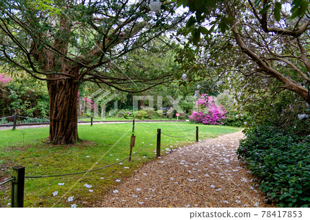 Spring in the grounds of Exbury gardens Spring in the grounds of Exbury gardens 78417853