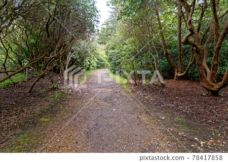 Spring in the grounds of Exbury gardens Spring in the grounds of Exbury gardens 78417858