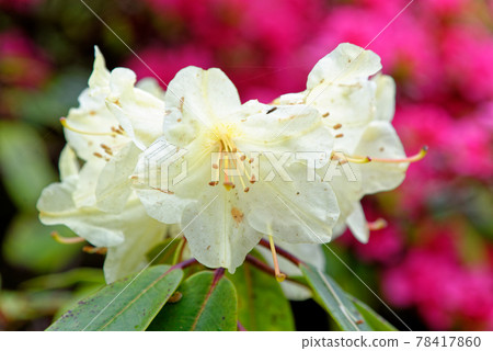 Chelsea Reach Rhododendron - flowers and leaves in spring Chelsea Reach Rhododendron - flowers and leaves in spring 78417860