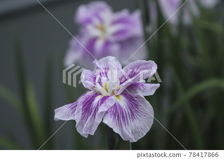 Tamana City Takase Iris, Tamana City Takase Iris, 78417866