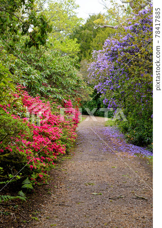 Spring in the grounds of Exbury gardens Spring in the grounds of Exbury gardens 78417885