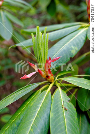 Chelsea Reach Rhododendron - flowers and leaves in spring Chelsea Reach Rhododendron - flowers and leaves in spring 78417887