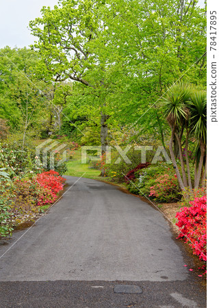 Spring in the grounds of Exbury gardens Spring in the grounds of Exbury gardens 78417895