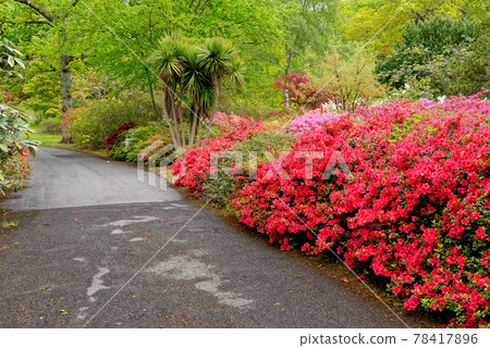 Spring in the grounds of Exbury gardens 78417896