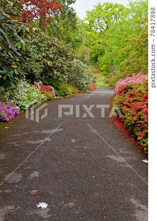 Spring in the grounds of Exbury gardens Spring in the grounds of Exbury gardens 78417898