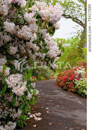 Spring in the grounds of Exbury gardens Spring in the grounds of Exbury gardens 78417899